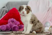 Kaylee, a female Australian Shepherd for sale in Millersburg, OH – Photo 3 of 5
