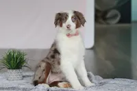 Kaylee, a female Australian Shepherd for sale in Millersburg, OH – Photo 1 of 5
