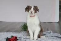 Kaylee, a female Australian Shepherd for sale in Millersburg, OH – Photo 3 of 5