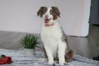 Kaylee, a female Australian Shepherd for sale in Millersburg, OH – Photo 4 of 5