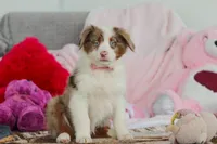 Kaylee, a female Australian Shepherd for sale in Millersburg, OH – Photo 1 of 5