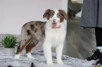 Kaylee, a female Australian Shepherd for sale in Millersburg, OH – Photo 5 of 5