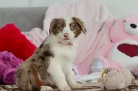 Kaylee, a female Australian Shepherd for sale in Millersburg, OH – Photo 2 of 5