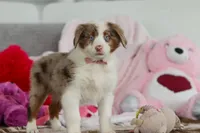 Kaylee, a female Australian Shepherd for sale in Millersburg, OH – Photo 4 of 5