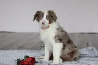 Kaylee, a female Australian Shepherd for sale in Millersburg, OH – Photo 2 of 5