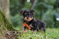 Teddy, a male Bichon Frise and Yorkshire Terrier for sale in Millersburg, OH – 3 of 7