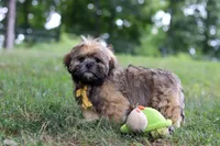 Ben, a male Lhasa Apso for sale in Millersburg, OH – 4 of 8