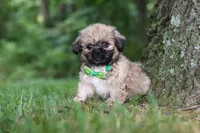 Johnson, a male Lhasa Apso for sale in Millersburg, OH – 5 of 7
