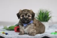 Christopher, a male Lhasa Apso for sale in Millersburg, OH – Photo 2 of 5