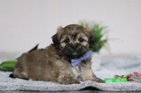 Christopher, a male Lhasa Apso for sale in Millersburg, OH – Photo 5 of 5