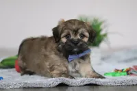 Christopher, a male Lhasa Apso for sale in Millersburg, OH – Photo 4 of 5