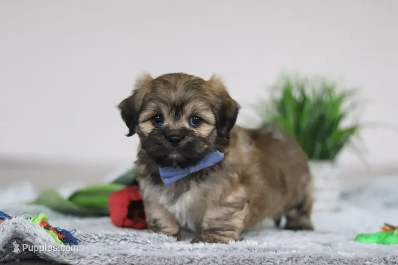 Christopher, a male Lhasa Apso for sale in Millersburg, OH – Photo 1 of 5