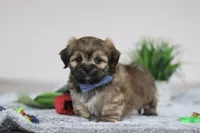 Christopher, a male Lhasa Apso for sale in Millersburg, OH – Photo 1 of 5