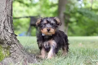 Landon, a male Bichon Frise and Yorkshire Terrier for sale in Millersburg, OH – 6 of 7