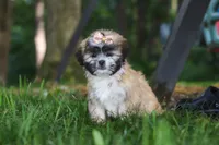 Cynthia, a female Lhasa Apso for sale in Millersburg, OH – 7 of 9