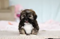 Prince, a male Lhasa Apso for sale in Millersburg, OH – Photo 2 of 7