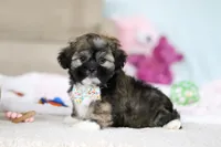 Prince, a male Lhasa Apso for sale in Millersburg, OH – Photo 5 of 7