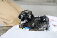 Prince, a male Lhasa Apso for sale in Millersburg, OH – Photo 7 of 7