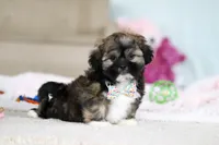 Prince, a male Lhasa Apso for sale in Millersburg, OH – Photo 4 of 7