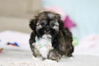 Prince, a male Lhasa Apso for sale in Millersburg, OH – Photo 3 of 7