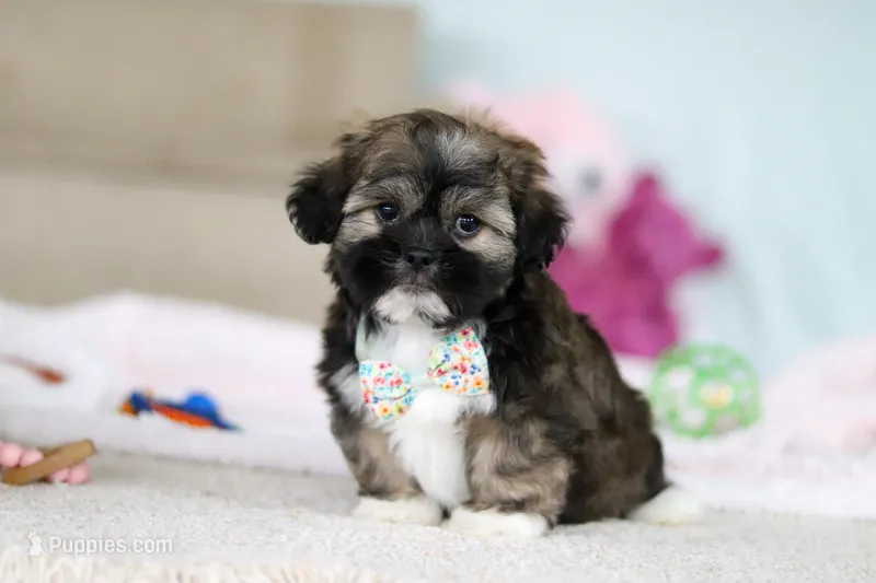 Prince – Lhasa Apso puppy for sale in Millersburg, OH
