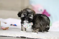 Prince, a male Lhasa Apso for sale in Millersburg, OH – Photo 6 of 7