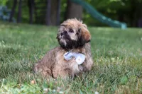 Buddy, a male Lhasa Apso for sale in Millersburg, OH – 5 of 7