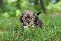 Gary, a male Shorkie for sale in Millersburg, OH – 4 of 10