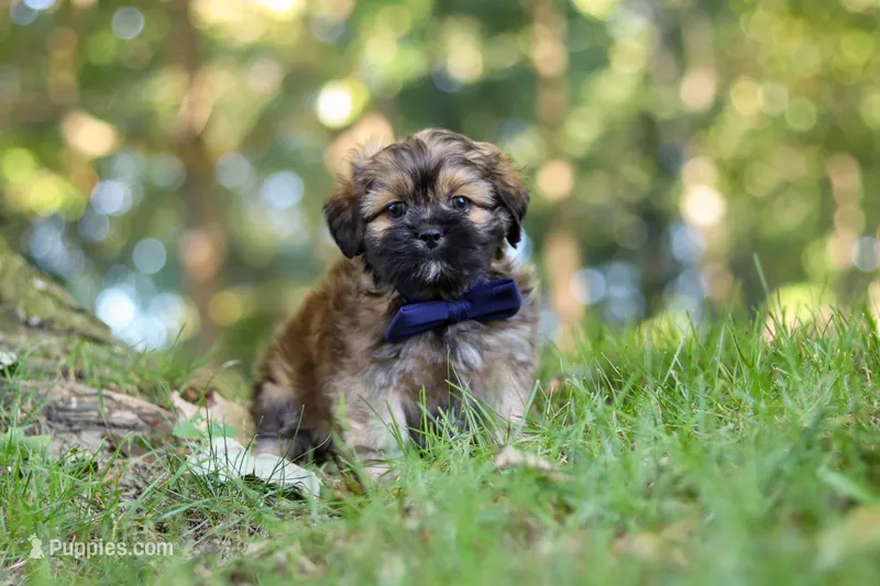 Conner – Lhasa Apso puppy for sale in Millersburg, OH