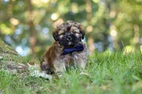 Conner, a male Lhasa Apso for sale in Millersburg, OH – 1 of 9