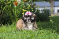 Mia, a female Lhasa Apso for sale in Millersburg, OH – 7 of 10