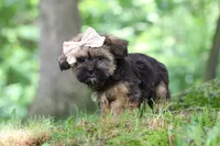 Twinkle, a female Shorkie for sale in Millersburg, OH – 8 of 9