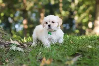 Cody, a male Lhasa Apso for sale in Millersburg, OH – 2 of 9
