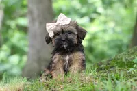 Twinkle, a female Shorkie for sale in Millersburg, OH – 7 of 9