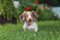 Shyla, a female Miniature Dachshund for sale in Millersburg, OH – 3 of 7