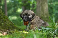Ben, a male Lhasa Apso for sale in Millersburg, OH – 4 of 8