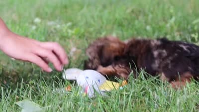 Cory, a male Shorkie for sale in Millersburg, OH – 8 of 8