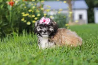 Mia, a female Lhasa Apso for sale in Millersburg, OH – 4 of 10
