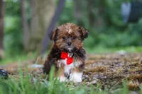 Frisky, a male Shorkie for sale in Millersburg, OH – 2 of 7