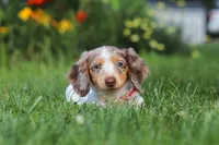 Shyla, a female Miniature Dachshund for sale in Millersburg, OH – 2 of 7