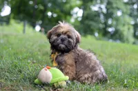 Ben, a male Lhasa Apso for sale in Millersburg, OH – 3 of 8