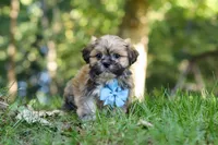 Randy, a male Lhasa Apso for sale in Millersburg, OH – 3 of 7