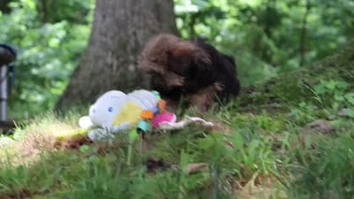 Twinkle, a female Shorkie for sale in Millersburg, OH – 9 of 9