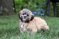 Bryce, a male Lhasa Apso for sale in Millersburg, OH – 5 of 8