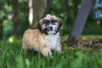 Cynthia, a female Lhasa Apso for sale in Millersburg, OH – 5 of 9