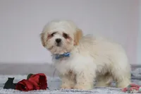 Murray, a male Lhasa Apso for sale in Millersburg, OH – Photo 4 of 5