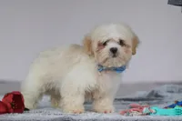 Murray, a male Lhasa Apso for sale in Millersburg, OH – Photo 5 of 5