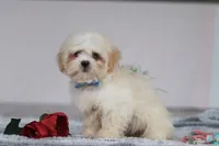 Murray, a male Lhasa Apso for sale in Millersburg, OH – Photo 3 of 5