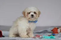 Murray, a male Lhasa Apso for sale in Millersburg, OH – Photo 2 of 5