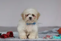 Murray, a male Lhasa Apso for sale in Millersburg, OH – Photo 1 of 5